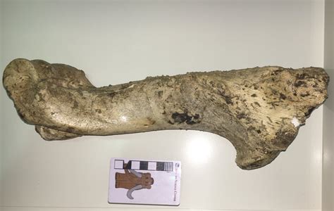 fossil friday bison humerus — western science center