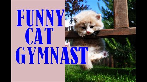 Funny Cat Video Cat Athlete Gymnast Youtube