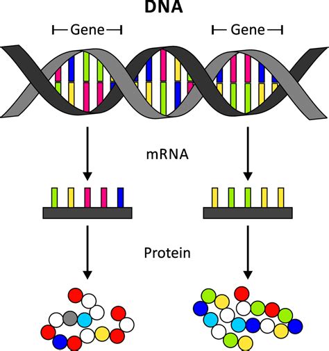 From Dna To Protein Dna Is The Blueprint Of An Organisms Proteins One