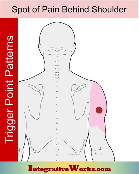 Spot Of Pain Behind Shoulder Integrative Works