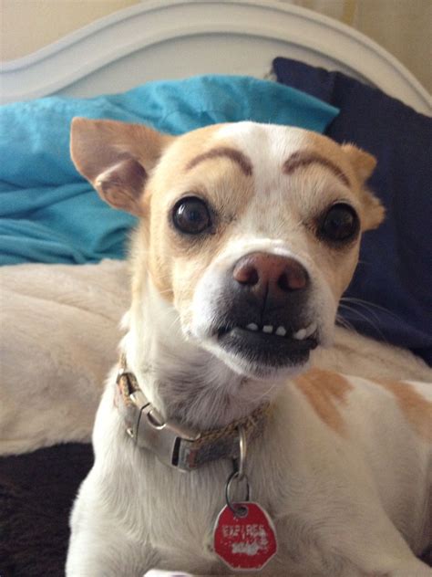 dogs with eyebrows | Funnies | Dog with eyebrows, Dogs, Funny animals