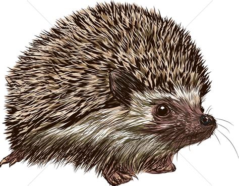 Hedgehog Vector Image 2021292 Stockunlimited