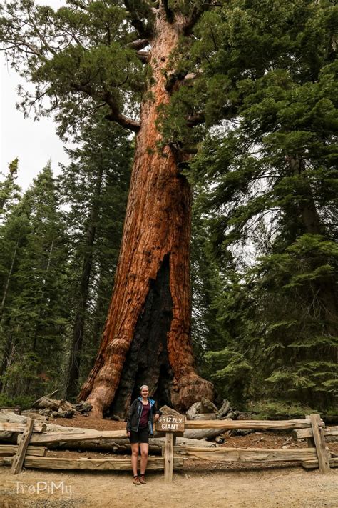 Sekwoje 12 Ciekawostek O Największych Drzewach świata Geeki Podróżniki