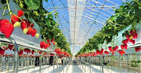 Marubeni ：awarded Japanese Strawberry Greenhouse Project In Russia