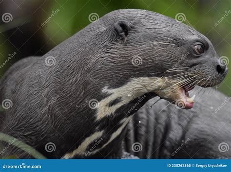 Giant Otter With Open Mouth In The Water Giant River Otter Pteronura