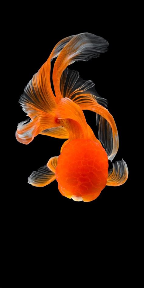 Cool Fish Wallpapers Top Free Cool Fish Backgrounds Wallpaperaccess