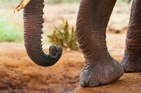 14 Fun Facts About Elephants Elephant Facts Fun Facts About