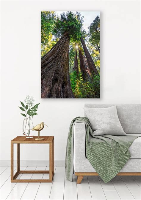 California Redwood Print Large Coastal Tree Photo Nature Etsy Tree Wall Art Photo Tree