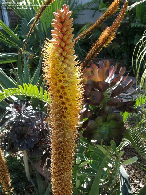 We did not find results for: PlantFiles Pictures: Aloe Species, Wolkberg Aloe (Aloe ...