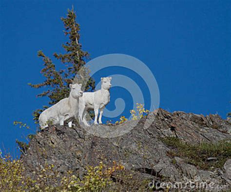Female Dall Sheep Stock Photography 53237444