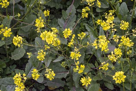 Wild Mustard Herbal Use Learn How To Use Wild Mustard Plants