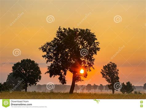 Summer Sunrise Over Fields And Trees Silhouettes Stock Image Image Of