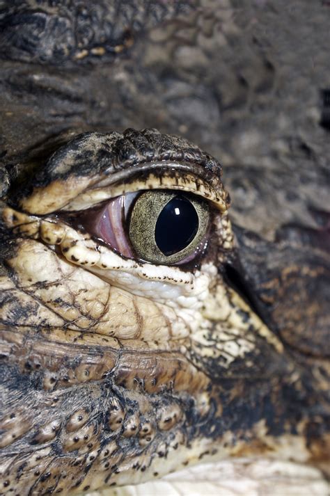 Alligator Eye Close Up Of American Alligator Eye Doucettephoto