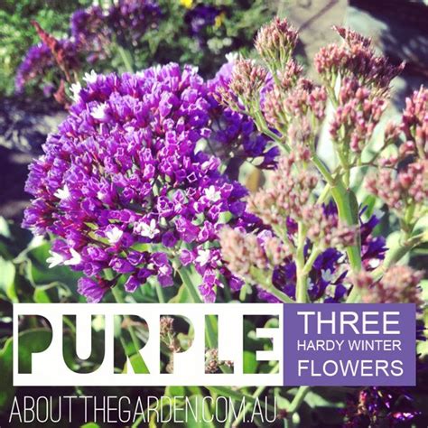 Out of this number, about 369,000 species or 94% are flowering plants, as per the reports shared by the royal botanic gardens, kew, in the united kingdom. Three Hardy Winter Cold Season Purple Flowers for ...