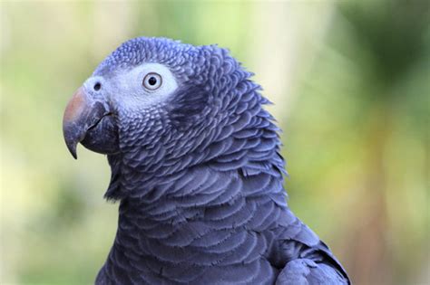 African Grey Timneh For Conservation Project Paradise Park