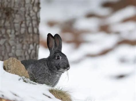 Do Rabbits Hibernate In The Winter Rabbit Guide 2024 Rabbit Insider