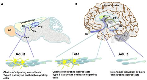 Frontiers Of Mice And Men Neurogenesis Cognition And