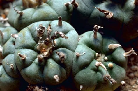 Peyote is one of the oldest psychedelic agents known. Peyote and Mescaline | Just Think Twice