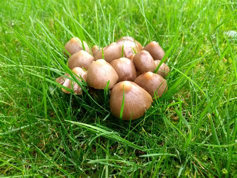 How Can I Get Rid Of Mushrooms In My Garden How To Prevent Mushrooms