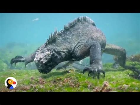 Can blast things out of orbit. GODZILLA Lizard is as Big as a MAN | The Dodo - YouTube