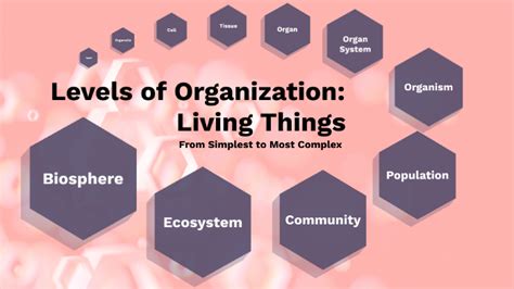 Levels Of Organization By Bjorn Matanguihan