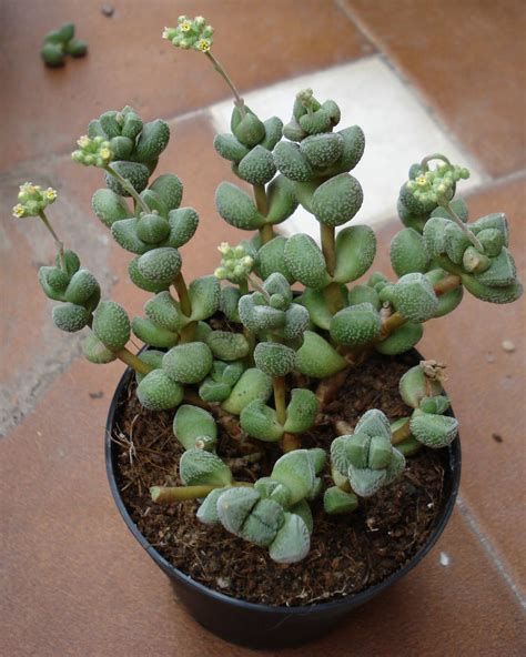 El término cactus procede de la lengua latina, aunque su raíz etimológica se halla en el griego káktos. suculentas nombres - Buscar con Google | Plantas ...