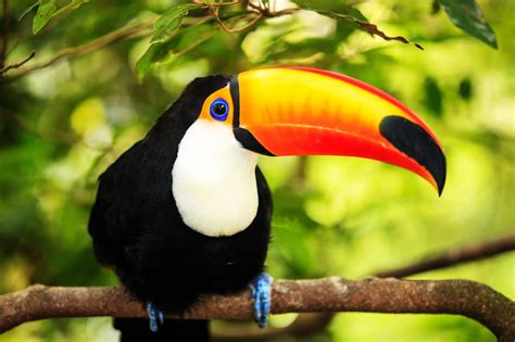 Popoli indigeni e comunità locali biodiversità, animali e piante deforestazione sviluppo sostenibile. Toucans - Wild Animals News & Facts by World Animal Foundation