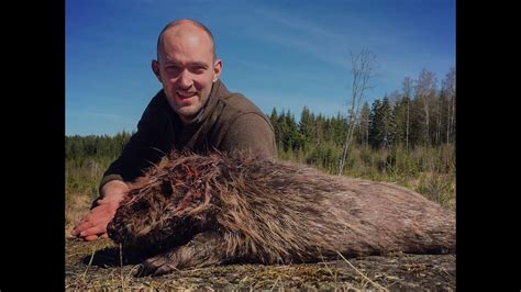 Beaver Hunting Sweden Youtube