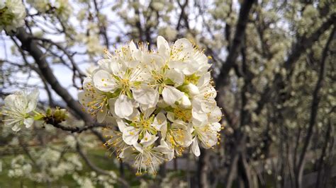 3840x2160 Wallpaper White Cherry Blossom Flower Peakpx