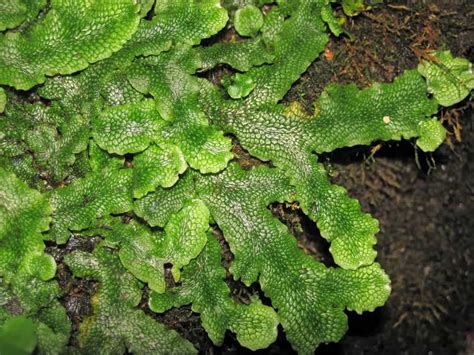 Citizen Science Called Upon To Study Liverworts And Help Quantify