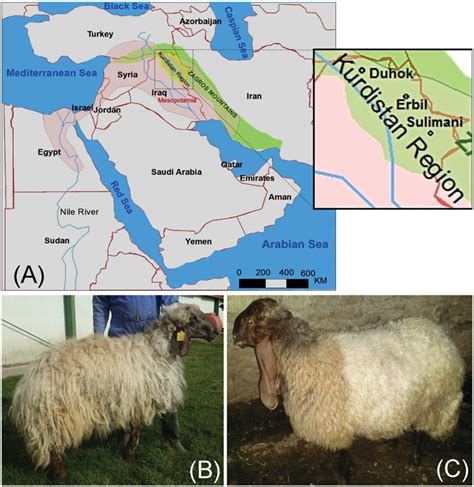 Locations Of Sampling And Breed Characteristics Of Kurdistani Sheep