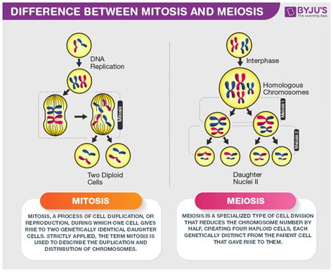 Difference Between Mitosis And Meiosis Are Explained In Detail Riset