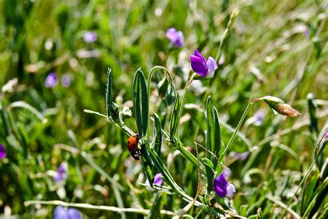 Ladybug Photograph By Lenora Bruce