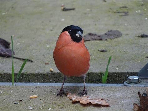 Gimpel, pyrrhula, vogel, männchen, baum, garten, männchen, tier, nahrungssuche. Gimpel: Ein Vogel- viele Namen - Essen-West