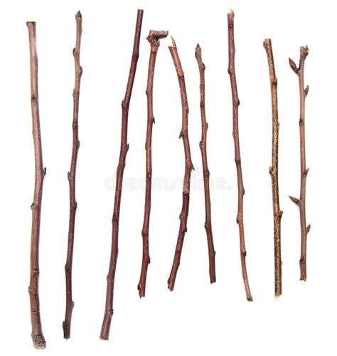 Wooden Twigs Isolated On A White Stock Image Image Of Bough Twig