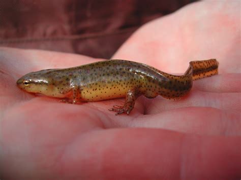 Red Spotted Newt Facts And Pictures