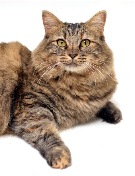 We did not find results for: Maine Coon Kittens For Sale Virginia - Pets and Animal ...