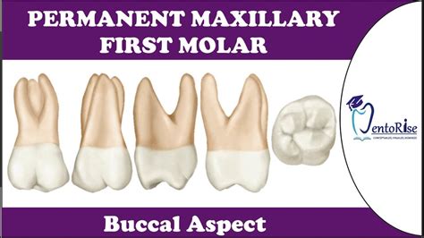 Permanent Maxillary First Molar Buccal Aspect Tooth Morphology