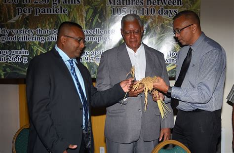 Paddy Sale Pegged At 302 B In 2017 Guyana Chronicle