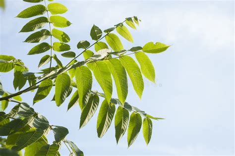 Walnut Branches With Colorful Green Leaves In Sunlight On Background Of