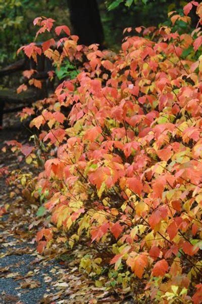 Fall And Winter Plants For New England Gallery Garden Design