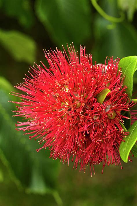 Pohutukawa Flower Dunedin South Photograph By David Wall