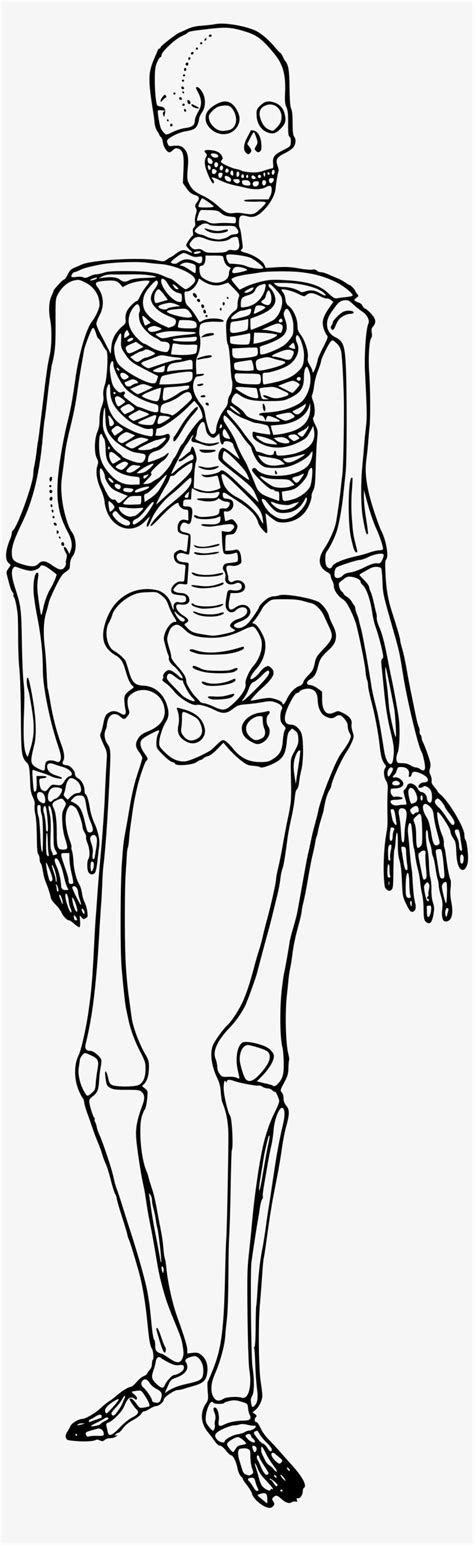 Download Clipart Black And White Stock Bones Vector Human Bone