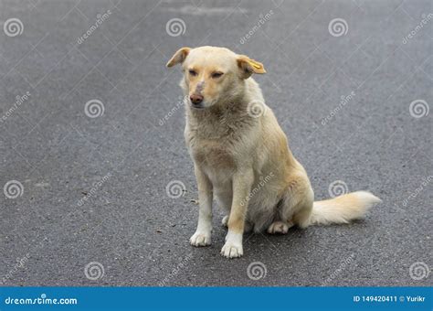Portrait Of Mixed Breed Sad Stray Dog Sitting On An Asphalt Stock Image