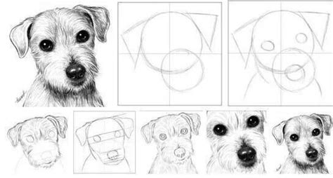 Uma Forma Fácil De Desenhar Um Cão Comment Dessiner Un Chien Dessin