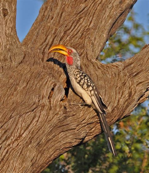 Pictures And Information On Southern Yellow Billed Hornbill