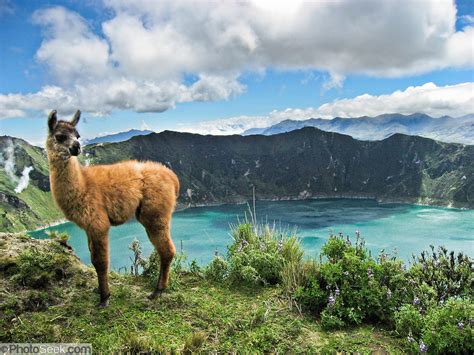 A Llama Baby Quilotoa Caldera Ecuador Andes South America Portfolio Photoseek Com