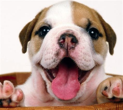A Happy Bulldog Puppy Pet Paw