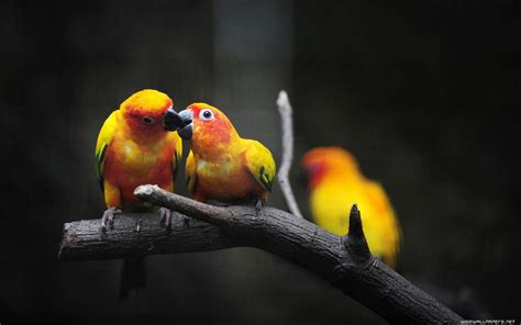 Love Birds Wallpapers Wallpaper Cave