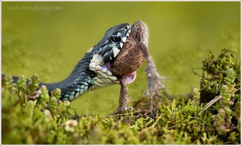 Jeg synes dette ser ut som en huggorm, min far som har tatt bilde (dårlig bilde dessverre) mener det er buorm. TOM DYRING WILDPHOTO / NN: DØDENS ESTETIKK / DEADLY BEAUTY
